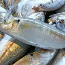 POISSON CHACHA