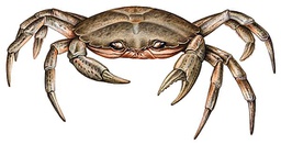 CRABE